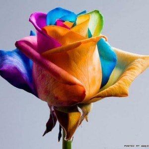 Meet your Posher, Moreira